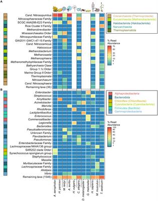 The archaeome in metaorganism research, with a focus on marine models and their bacteria–archaea interactions